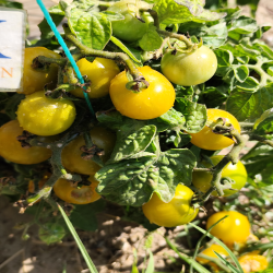 Tomate Fat Frog , 10 semillas