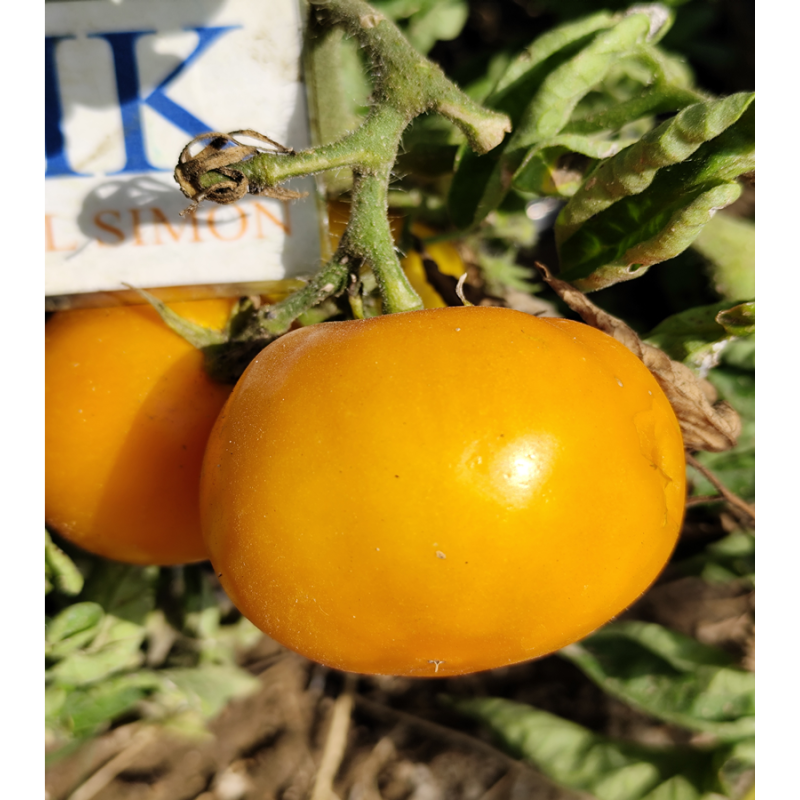 Tomate Utyonok Micro Dwarf , 10 semillas (109)