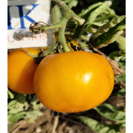 Tomate Utyonok Micro Dwarf , 10 semillas (109)