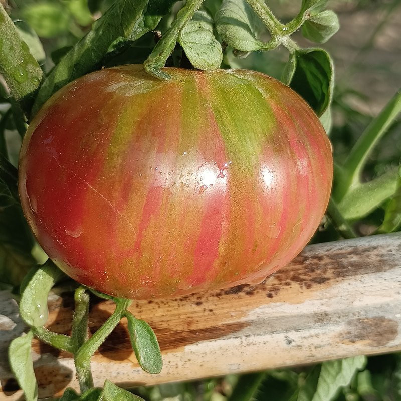 Tomate Dwarf Noah's Stripes , 10 semillas