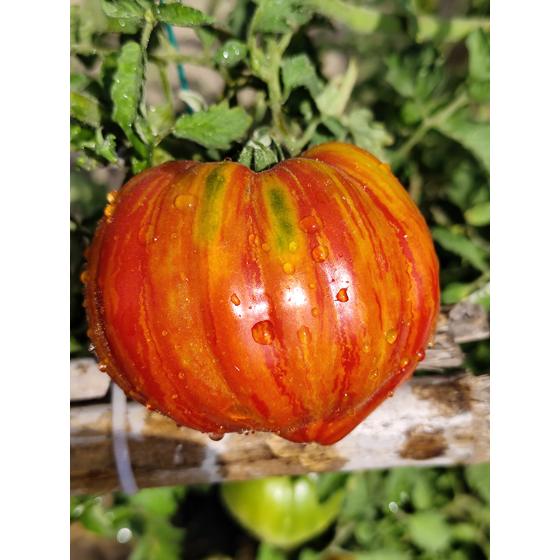 Tomate Dwarf Stony Brook Heart , 10 semillas (111)