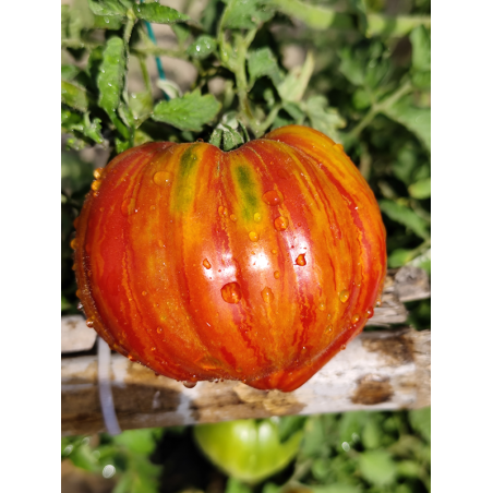Tomate Dwarf Stony Brook Heart , 10 semillas (111)