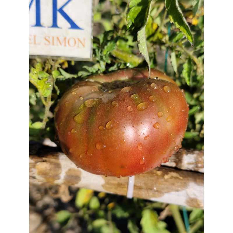 Tomate Dwarf Maralinga , 10 semillas (112)