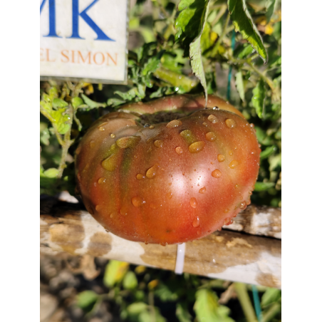 Tomate Dwarf Maralinga , 10 semillas (112)