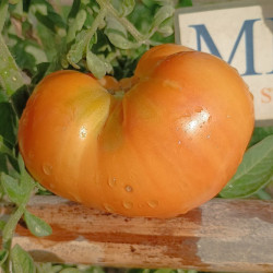 Tomate  Loxton Lass , 10 semillas