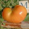 Tomate  Loxton Lass , 10 semillas