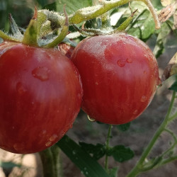Tomate Strawberry Tiger , 10 Semillas