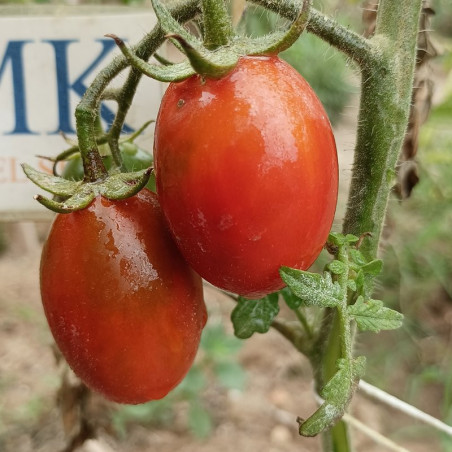 Tomate Kozula 133 , 10 semillas (115)