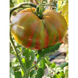 Tomate Kozula 224, 10 semillas