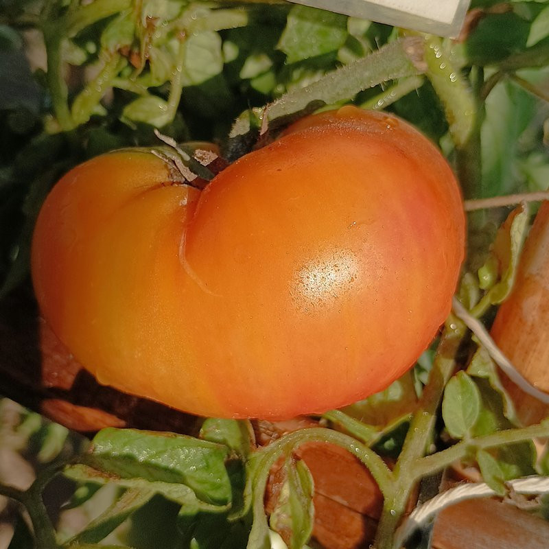 Tomate Dwarf Choemato , 10 semillas  (118)