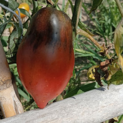 Tomate Sg. Pepper Red , 10 semillas