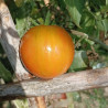 Tomate Dwarf Jeremy's Striped , 10 semillas