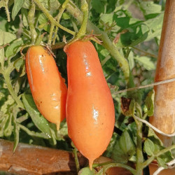 Tomate Valentino , 10 semillas