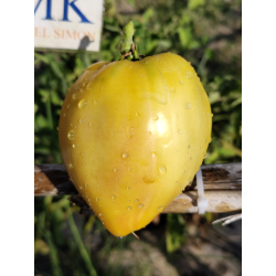 Tomate Eva Yellow Heart , 10 semillas