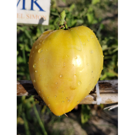 Tomate Eva Yellow Heart , 10 semillas