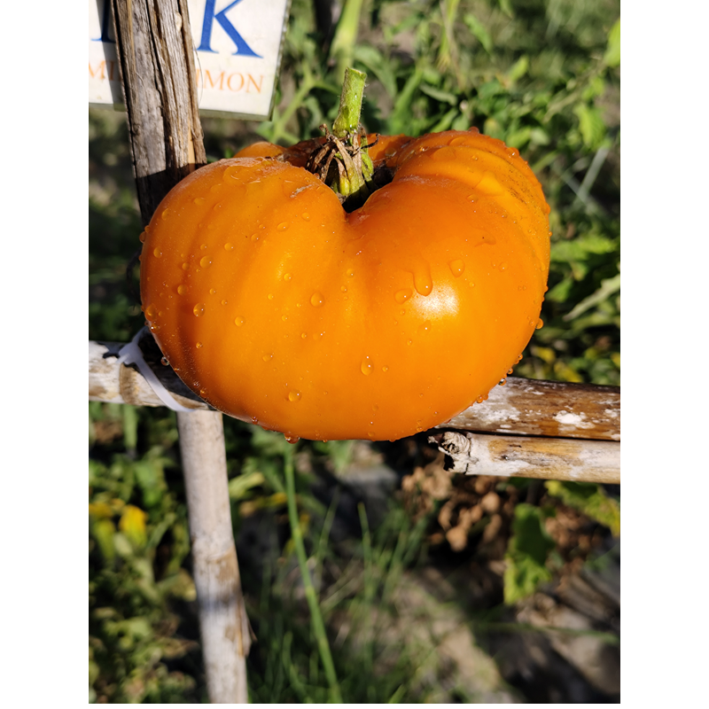 Tomate Pomaranch, 10 semillas