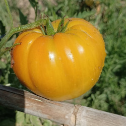 Tomate Oro Giant , 10 semillas