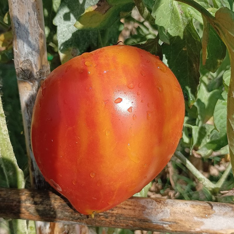 Tomate Minei Heart , 10 semillas