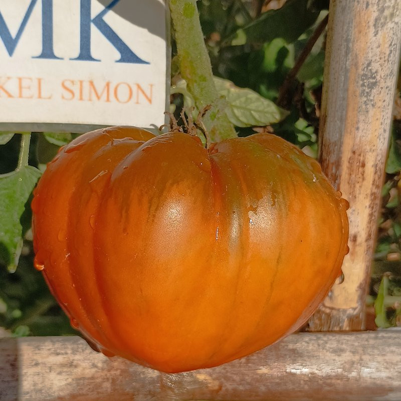 Tomate Cresta di Fuoco Ohra , 10 semillas