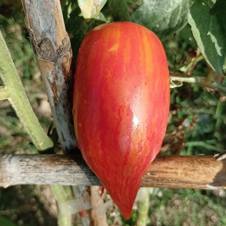 Tomate Bella , 10 semillas (130)
