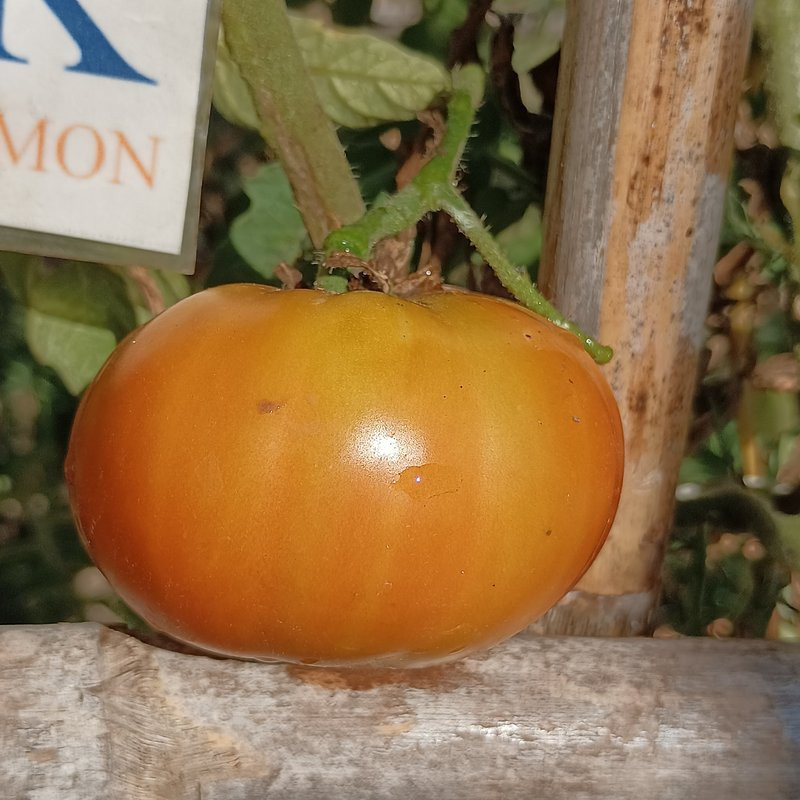 Tomate Mega Marv , 10 semillas (132)