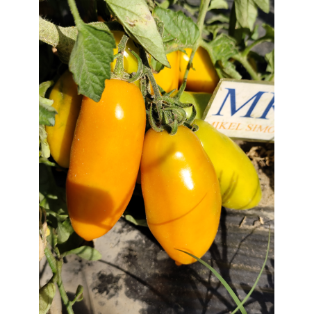 Tomate Palmira , 10 semillas (141)