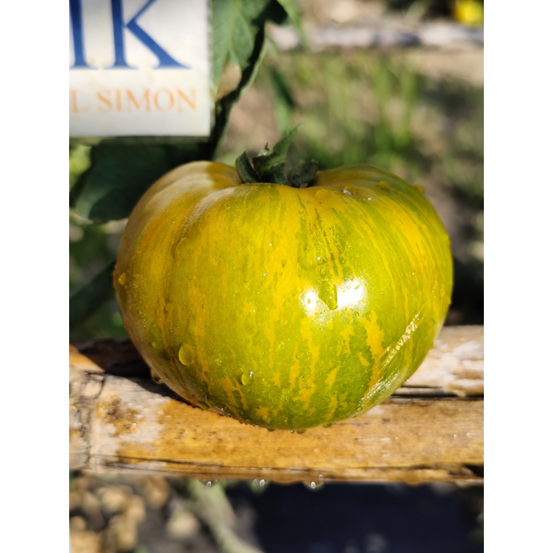 Tomate Liusinda , 10 semillas