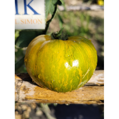 Tomate Liusinda , 10 semillas