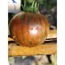 Tomate Kozula 128 , 10 semillas