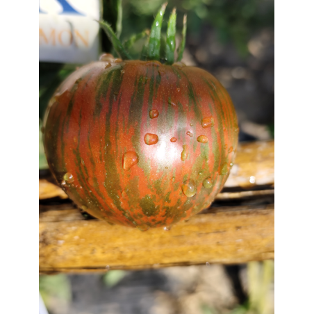 Tomate Kozula 128 , 10 semillas (146)