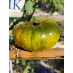 Tomate Jarson 18, 10 semillas