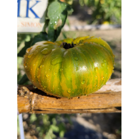 Tomate Jarson 18, 10 semillas