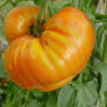 Tomate Dwarf Beauty Suisse , 10 semillas (149)