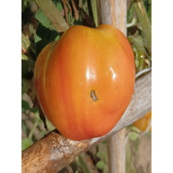 Tomate Golden Mountains Medeo , 10 semillas (150)