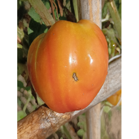 Tomate Golden Mountains Medeo , 10 semillas (150)