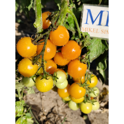 Tomate Abricotin , 10 semillas (151)