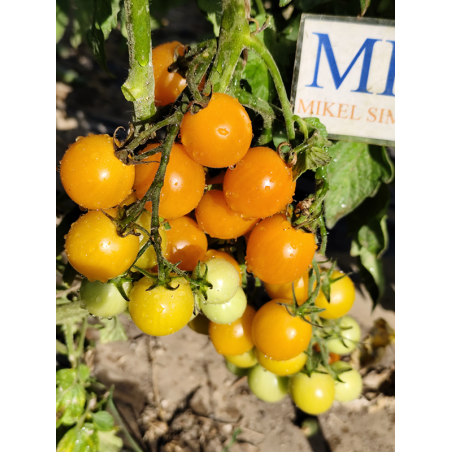 Tomate Abricotin , 10 semillas (151)