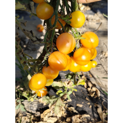 Tomate Colibri Yellow , 10 semillas