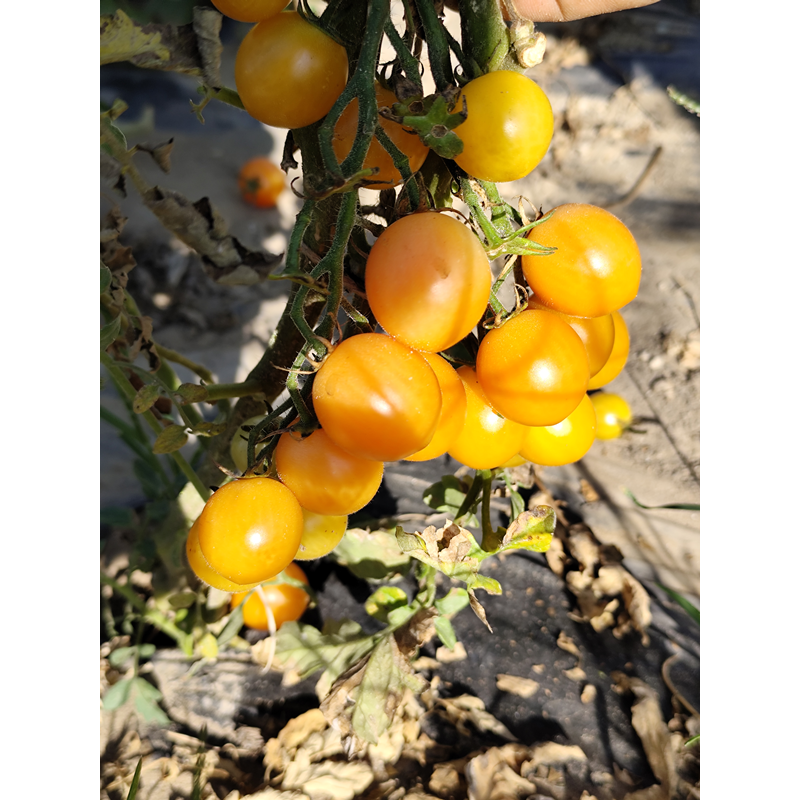 Tomate Colibri Yellow , 10 semillas