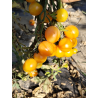 Tomate Colibri Yellow , 10 semillas