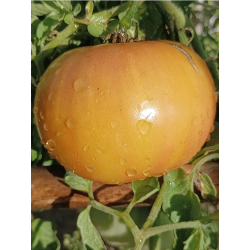 Tomate Jarson 9/1 , 10 semillas