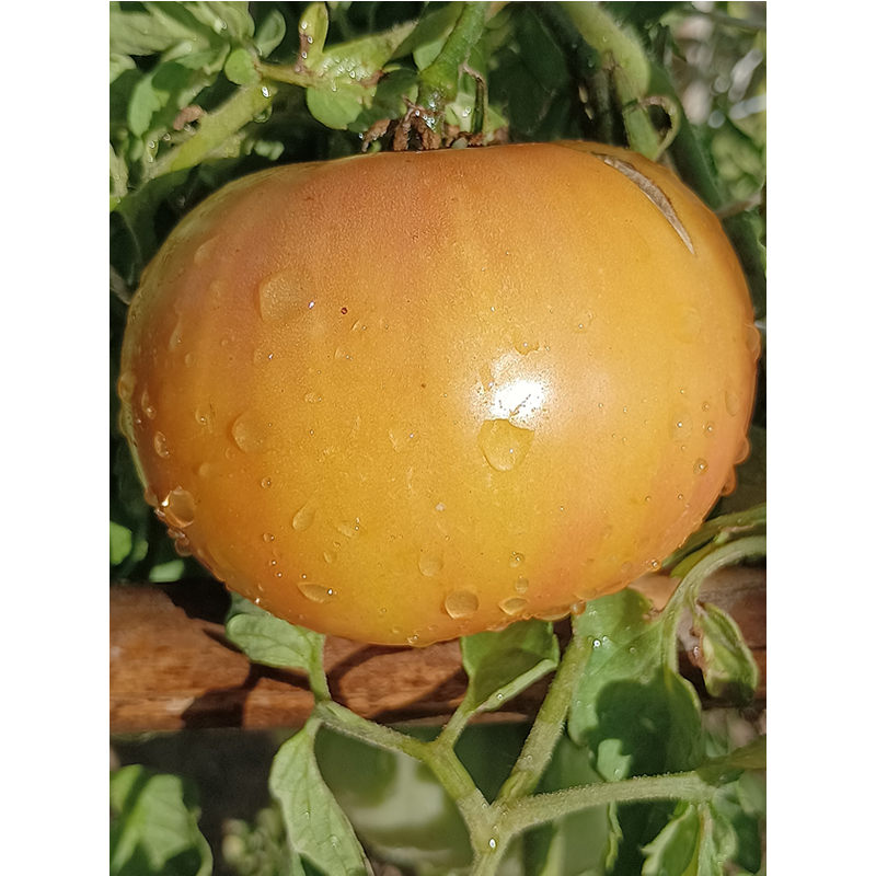 Tomate Jarson 9/1 , 10 semillas