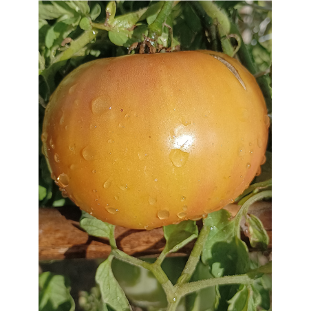 Tomate Jarson 9/1 , 10 semillas