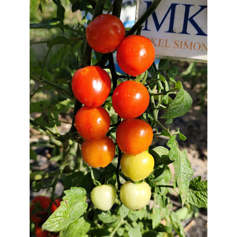 Tomate Cherry Berry Rojo, 10 semillas (154)