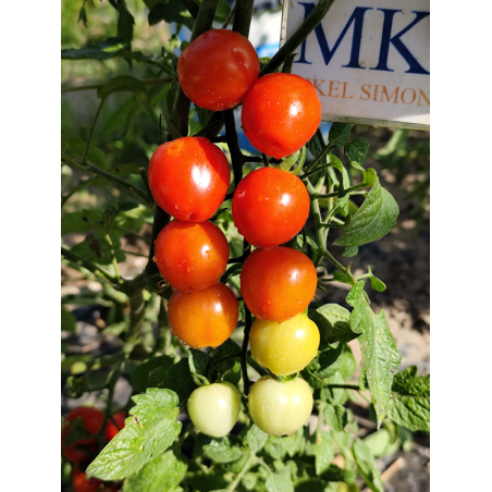 Tomate Cherry Berry Rojo, 10 semillas (154)