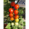Tomate Cherry Berry Rojo, 10 semillas (154)
