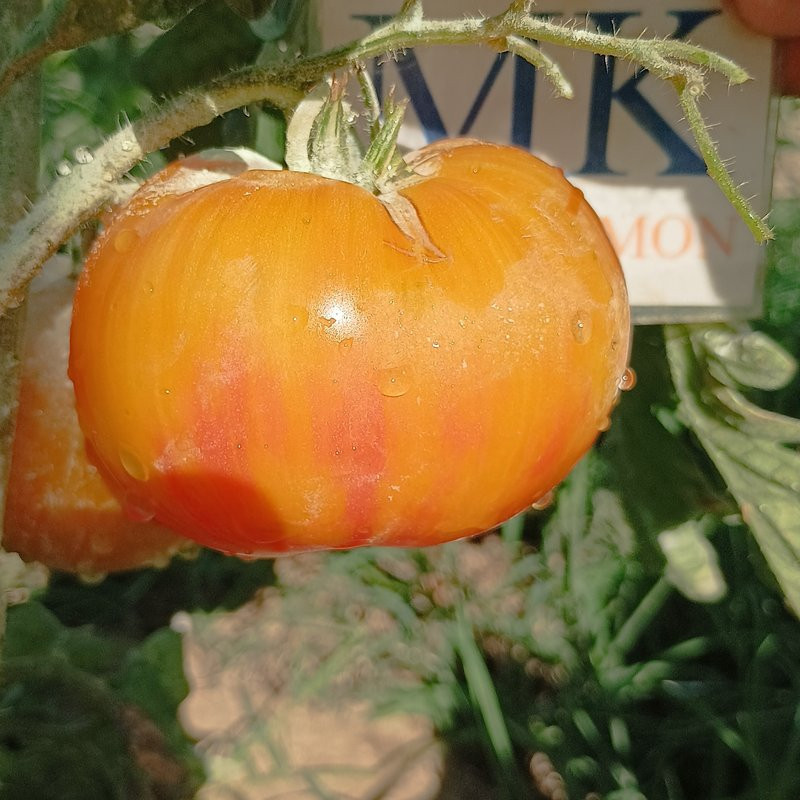 Tomate Dirty Little Chicken