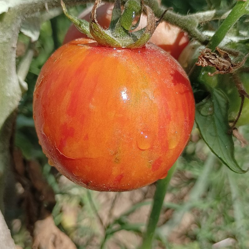 Tomate Red Zebra , 10 semillas (157)