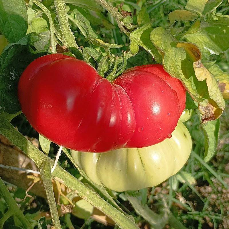 Tomate Costoluto Genovese , 10 semillas (158)