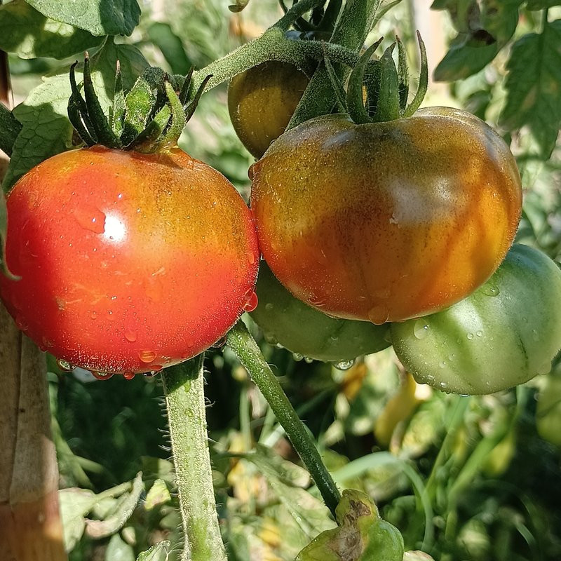 Tomate Carbon , 10 semillas (159)